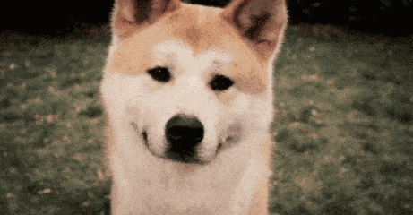 f0ce7286e93942dfbd1684c30d82d5b9.gif