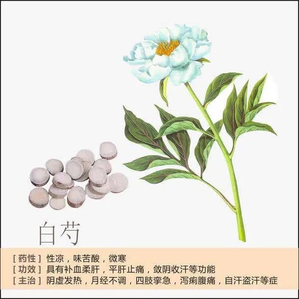 藥你懂每週一味中藥之白芍