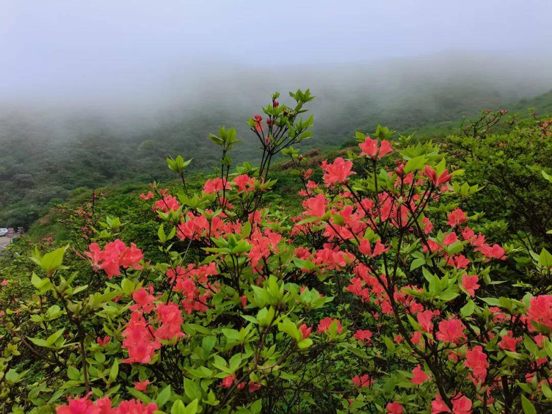 5月14日大围山花海