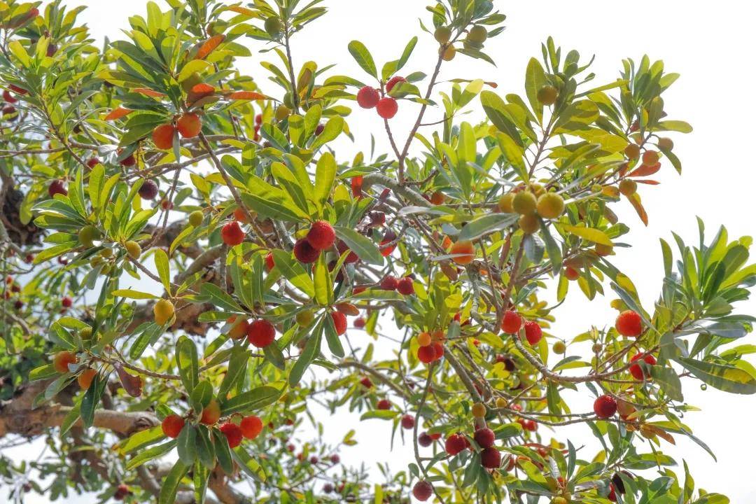 酸酸甜甜厦门这处杨梅园抢先上市啦