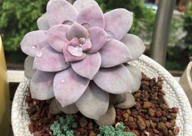 给多肉浇水 有 2点 比较重要 叶片肥壮 表现很出色 植物