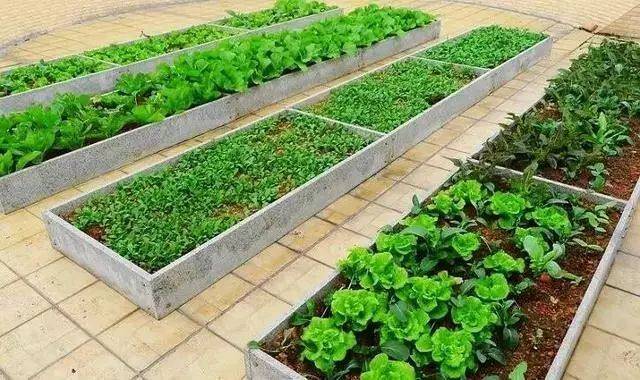 怎么种菜种得好 96ae281c2f0a404782ad48be0428e2fd.jpeg