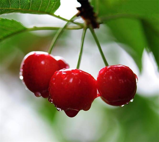 北京房山永强樱桃采摘园果实味美形娇玲珑剔透关键是个头大