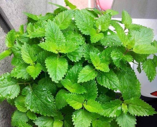 原创驱蚊植物有哪些这3种带有花香味驱蚊效果好好养易爆盆