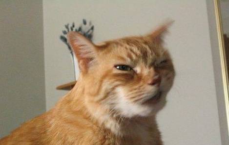 小猫老是咬人怎么回事 afd3c9ba81f0446a8777cd999949203d.jpeg