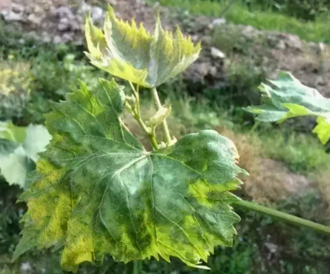 葡萄叶片发黄究竟是病害虫害药害还是肥害教你这么搞定