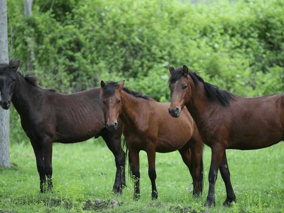 土耳其林中出现野马 历史悠久起源中亚