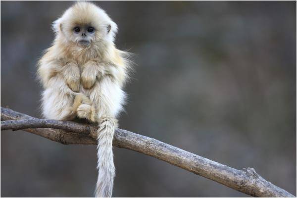 原创高僧的话不假:生肖猴5月20号会有大事件,尤其是68,80年的!