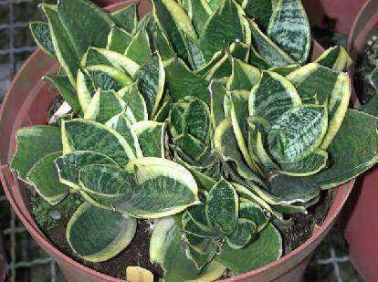 怎样可以快速长出侧芽 7374bad4570e4fa3b3bb6b15536e5815.jpeg