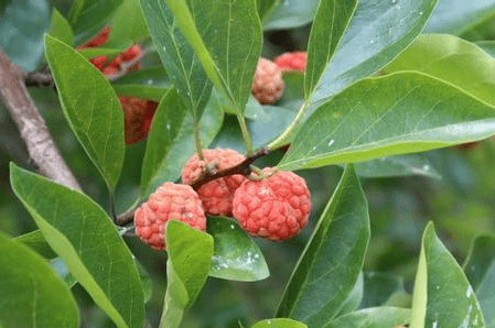 柘木和桑树是近亲关系,它是桑科,柘属的多年数小乔木或者是灌木植物.
