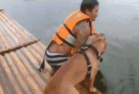 落水後鬥牛犬拚命營救，主人卻哭笑不得，還讓不讓人游泳了？ 萌趣萌寵 第4张