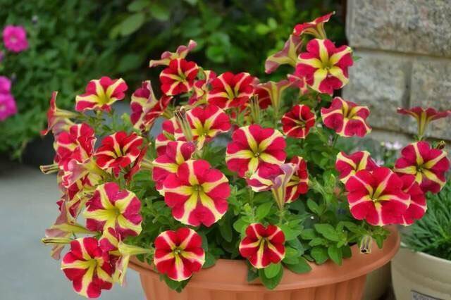 家中养8种花 养花新手也不怕 漂亮好养爆盆快 一年比一年旺 植物