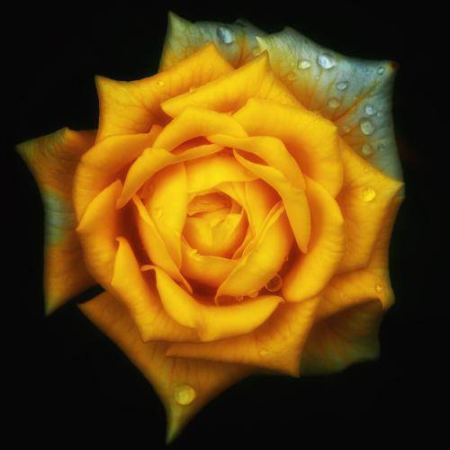 属羊五月出生的女的好不好