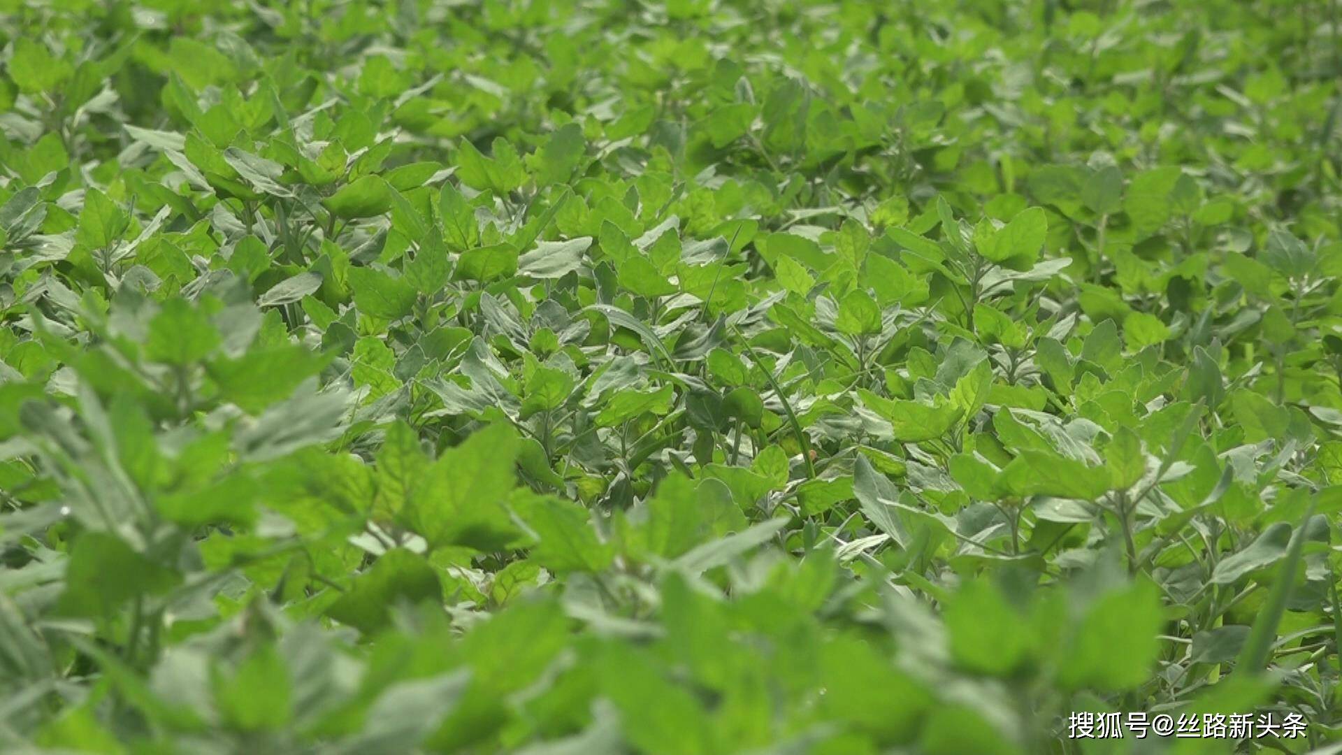 咸阳长武:藜麦菜特色产业种植助推乡村振兴 带动农民增收致富