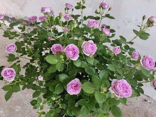 月季花怎么浇水才好呢 19e4d582e3124098a98bb4d8ce8b1b2c.jpeg