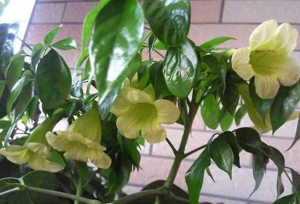 如何修剪幸福树视频 3a1aadb2d4af460aa1ef5f1dadcb5ca8.jpeg