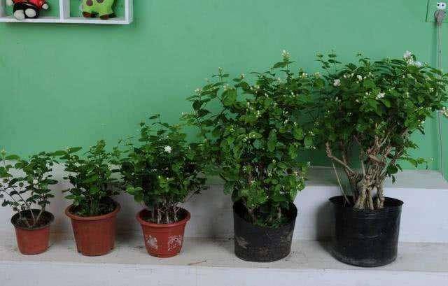 适合家里养的绿植树 588fc4c5b6ef4512835f02ca8c52d2ee.jpeg