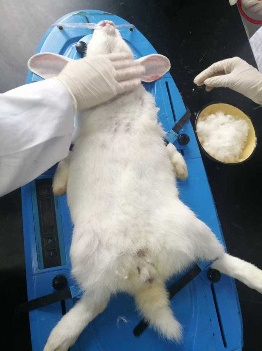 原创有一种狂野叫学医学的女生徒手抓老鼠并不罕见老师都退避三舍