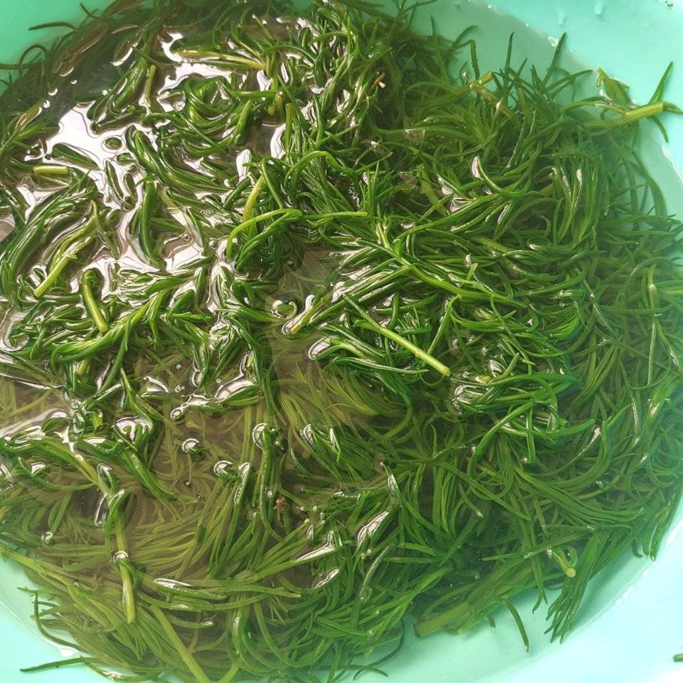 它是清肠草这季节正鲜嫩包饺子特好吃助消化清肠胃别错过