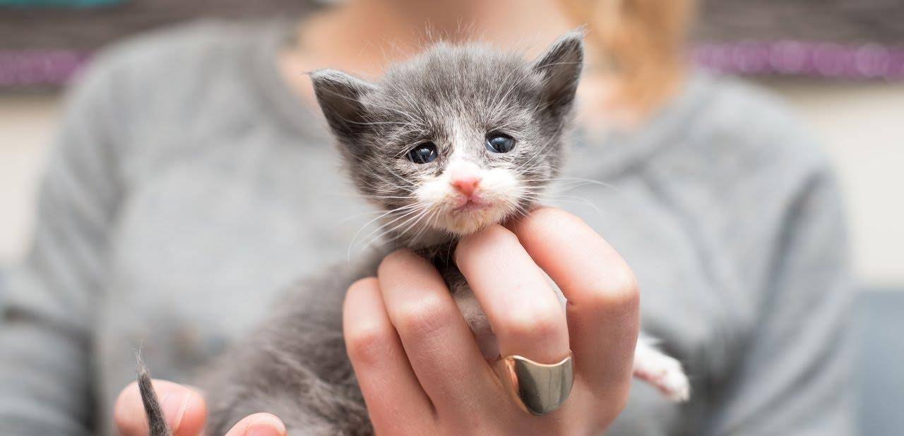 怎么看小猫有多大岁数 4344139c7e154138a022e4e689f9890d.jpeg