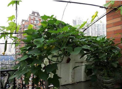 适合阳台种的"3种菜",爬藤2米长,美如绿萝,采摘一次又一次!