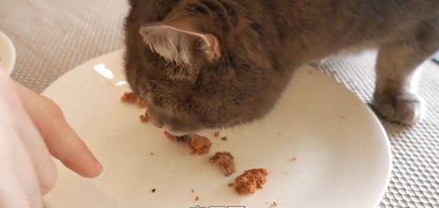 蓝猫多少钱一只真实价格 5fc57edbe39740878ba9f0a72ce8f64f.jpeg