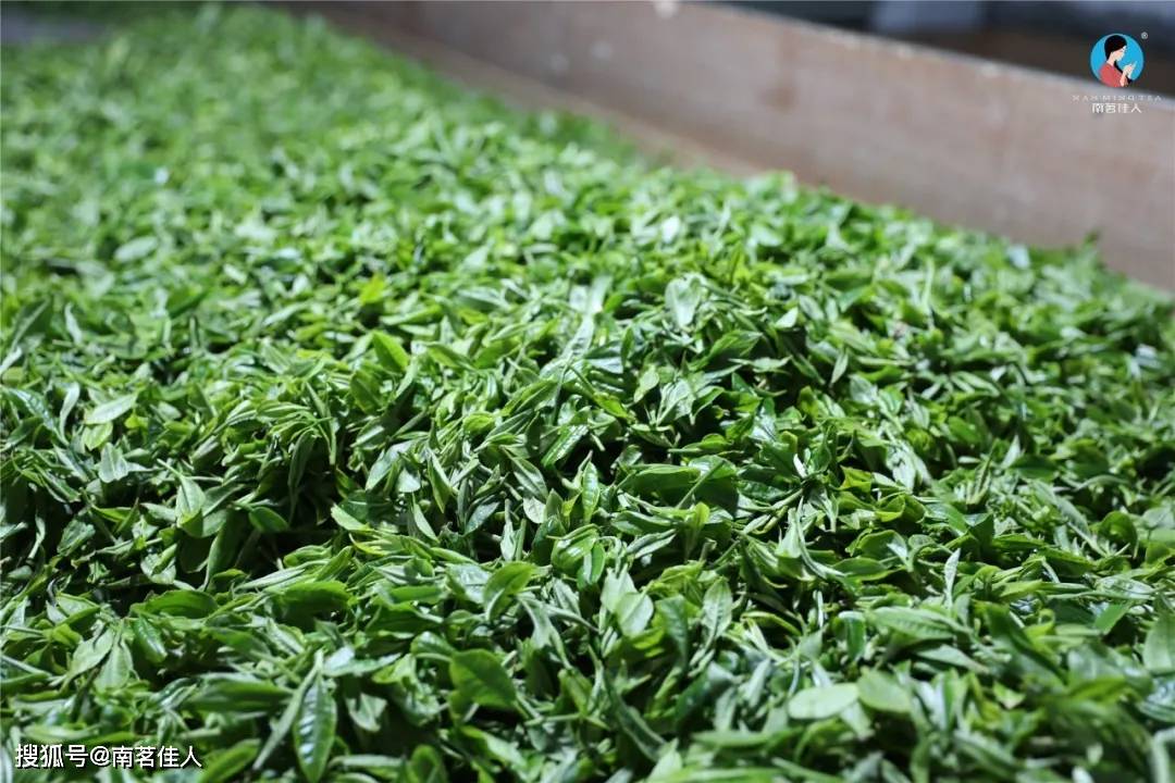 原创
写在春茶落幕之际:春茶退订之殇