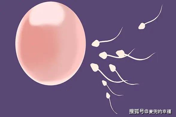 人有多少颗卵子 e413723f38474acab4cba87839871f07.jpeg