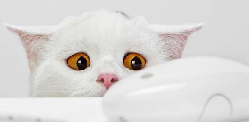 关于猫咪的6大秘密 猫奴 入门检测题 你合格了吗 因为 关于猫咪的6大秘密 猫奴 入门检测题 你合格了吗 因为