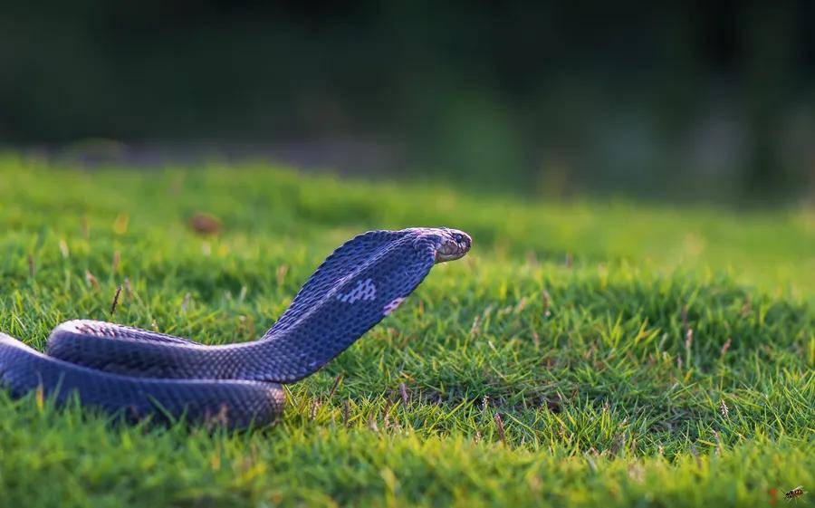 蛇是哪个国家的象征 b2adb33993254f63aca9ac6187ff3d1f.jpeg