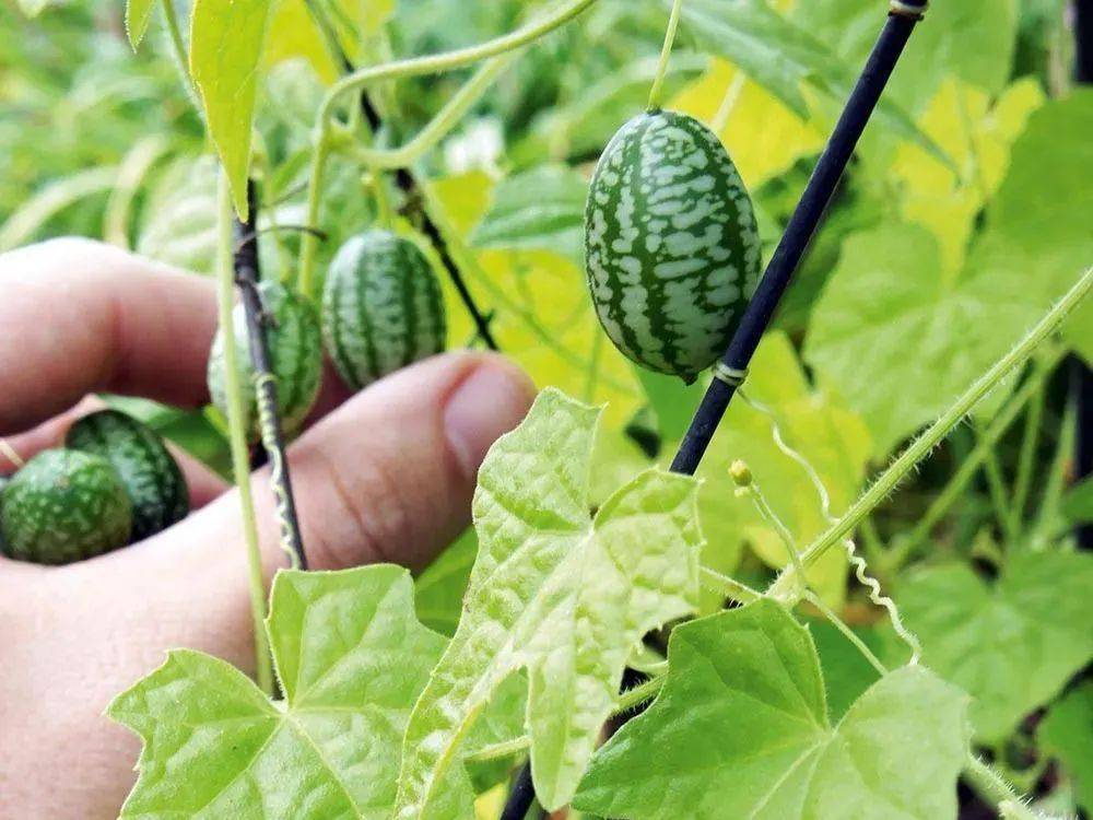拇指西瓜并非真正的西瓜,它的学名叫做"糙毛马交儿",是葫芦科番马瓟属