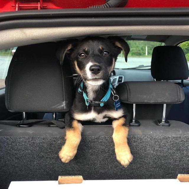 (手动狗头保命),大家说呢……图片来源自