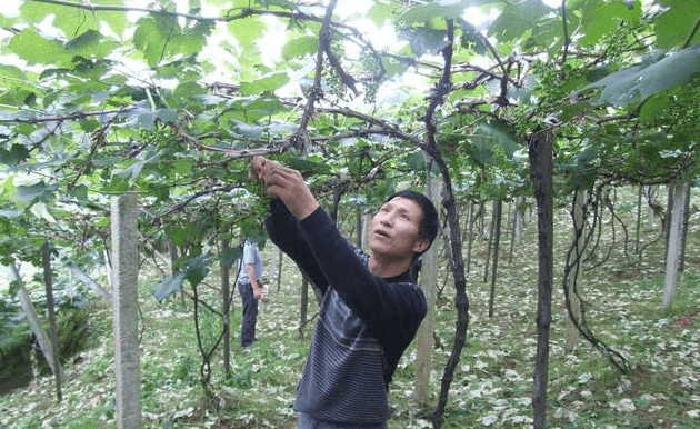 葡萄树修剪分为春季抹芽,夏季打顶,秋季小剪,冬季大剪的原则,每个步骤