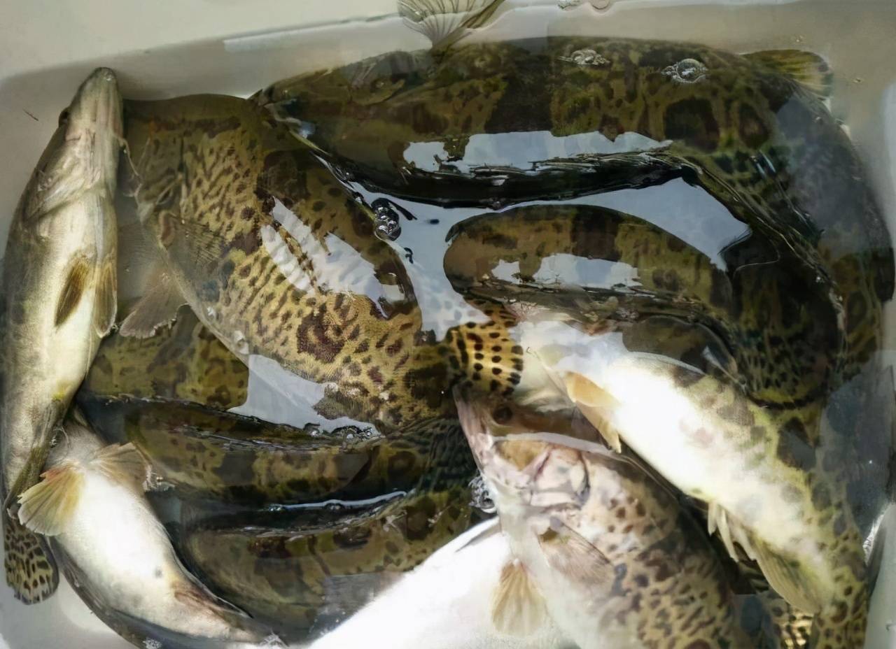 鳜鱼价格正盛不要被肝胆病影响出鱼做好这几点有效预防