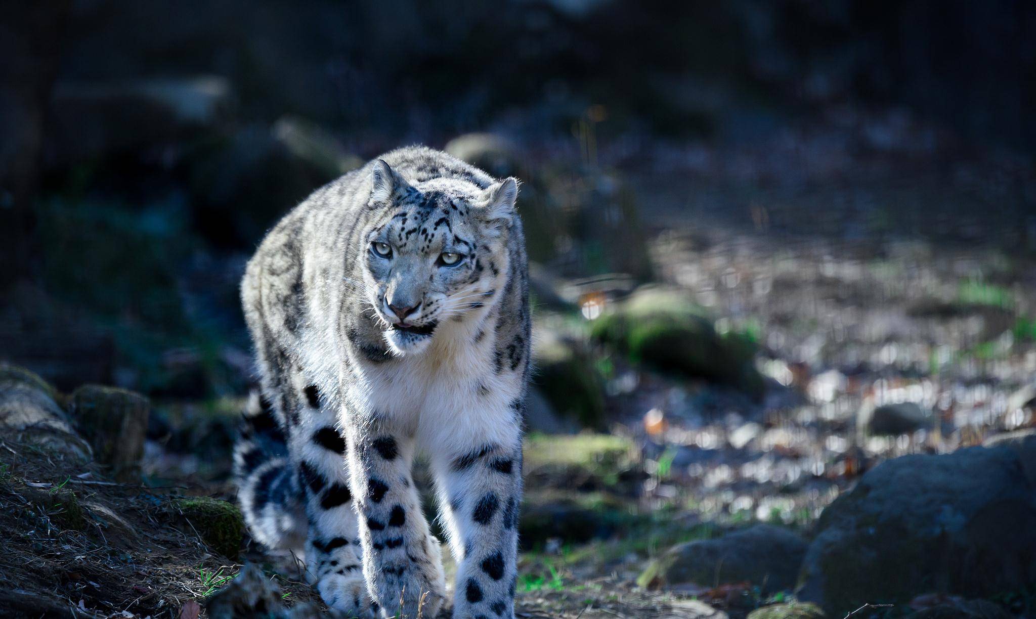 "雪山之王"再次现身祁连山,已经消失了70多年,比大熊猫还稀少_雪豹