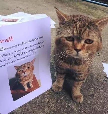 养猫安全守则来自生活各方面的危险_猫咪- 新闻时间