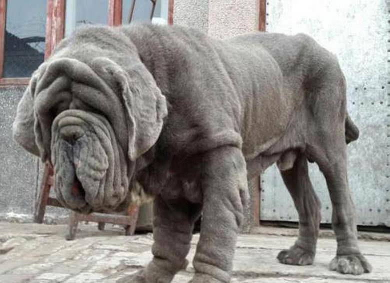 盘点世界上最凶猛的5种犬 第一轻松秒杀藏獒 战斗力