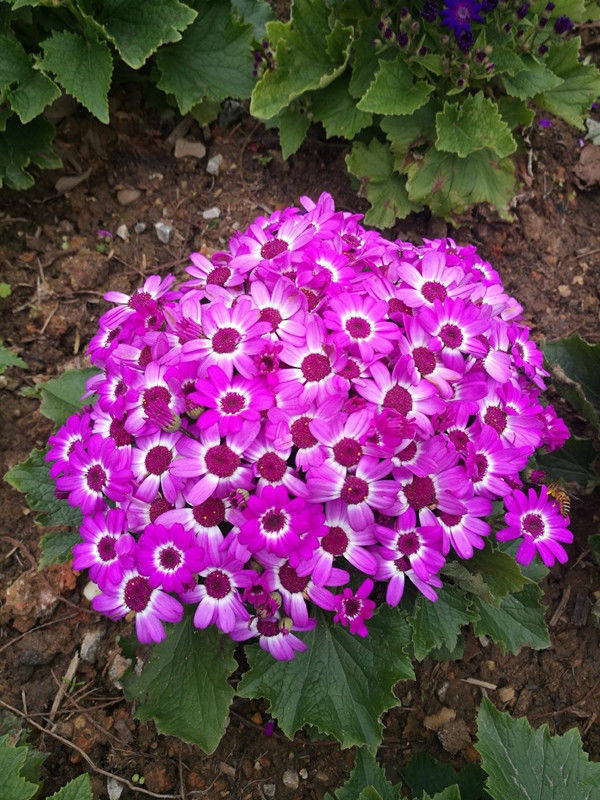 家里阳台养此款花 新手也能养爆盆 花香四溢飘满屋 美 胡蝶