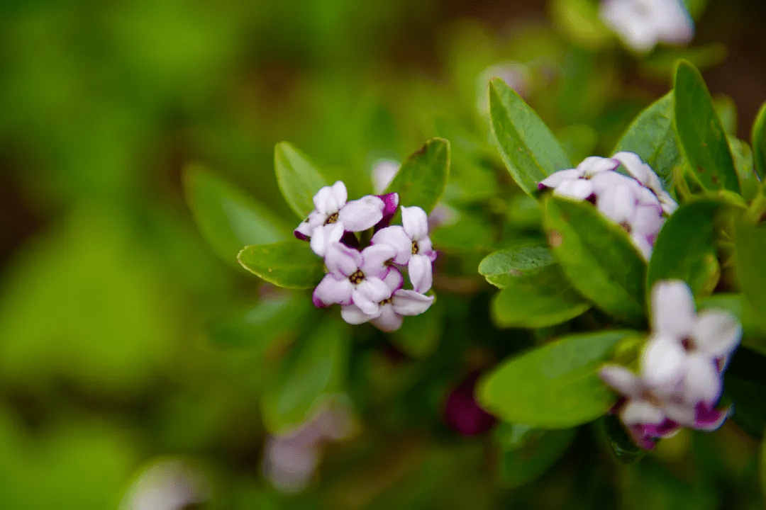 美不胜收);长坪沟虫虫角瀑布,呷绒嘟瀑布观景点有零星的杜鹃花(适合