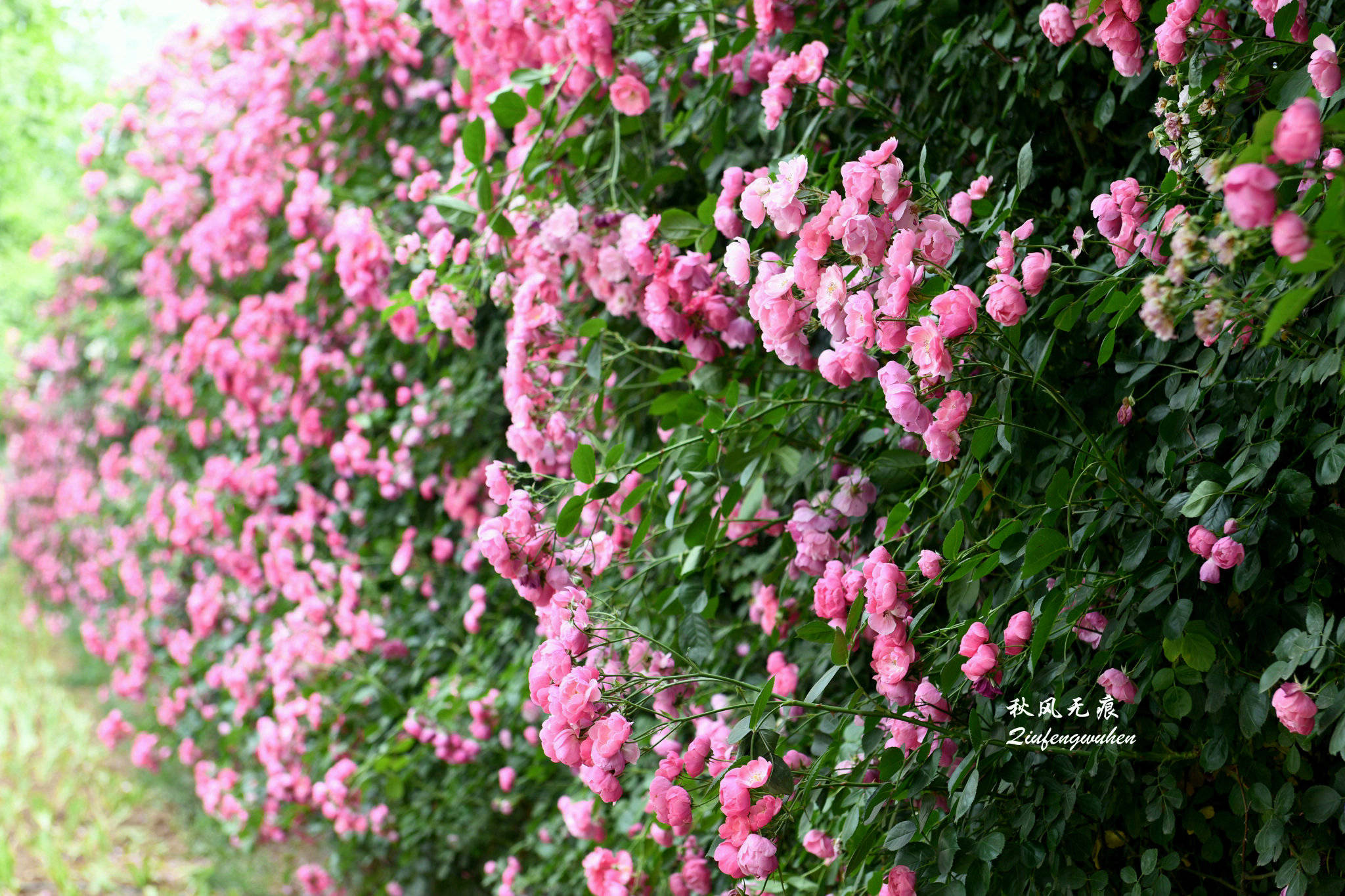 夏风世博园的锦绣花意与美丽夕照 花儿