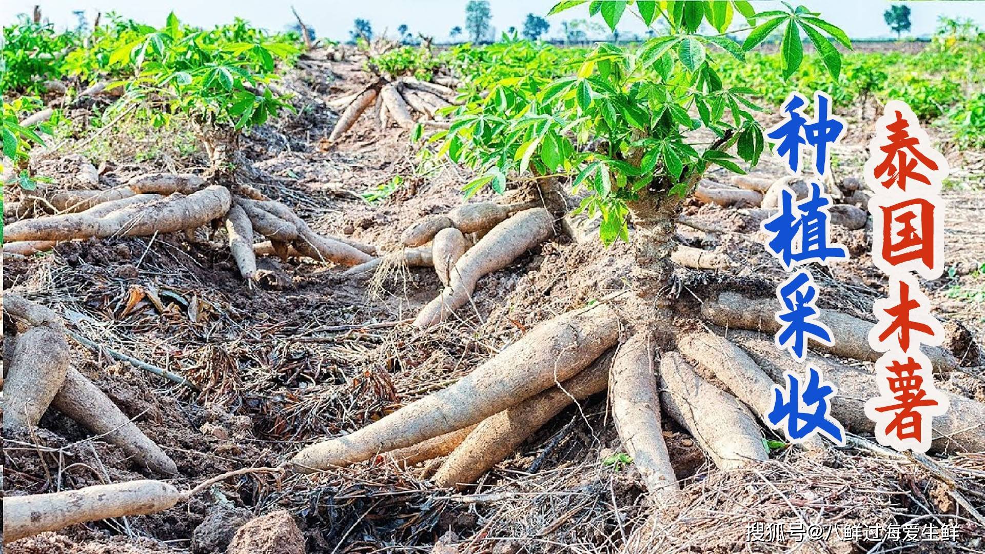 泰国农民刨土采收木薯成吨装车加工成淀粉出口世界