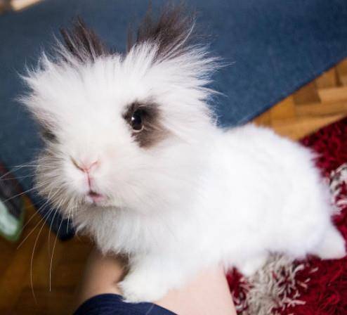 兔子的耳朵是什么样子的 77bd7a7cb36a45929b19f28e139231d7.jpeg