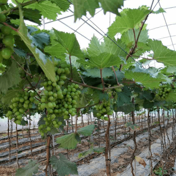 葡萄种植雨季管理