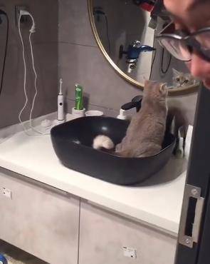 洗脸台变猫厕所 求主人崩溃程度 喵 我要看着自己的俊脸上厕所 斑猫