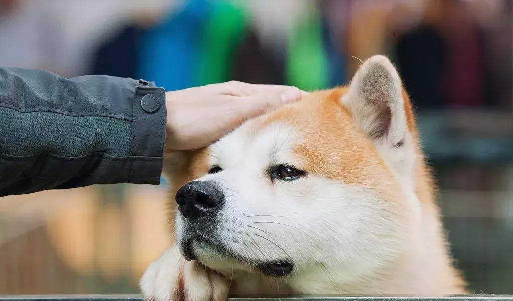 一年四季都美到犯规的小众旅行地 这个秋田犬闻名的小城 日本