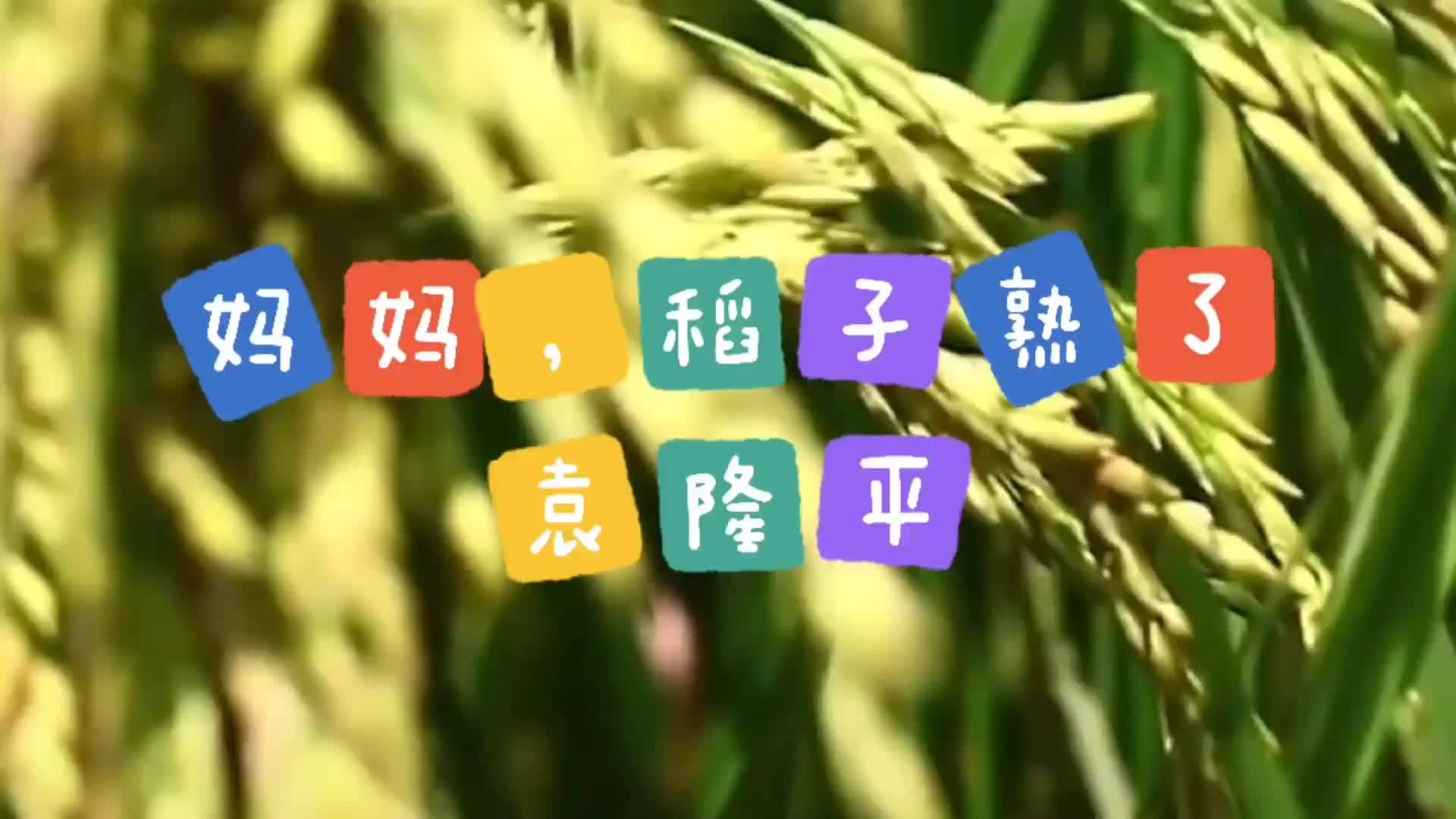 袁隆平散文:妈妈,稻子熟了.听到结尾,全程泪目.