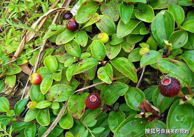 原创藏在草丛里的"石榴",曾是农村孩子的零食,现今吃过的不多了