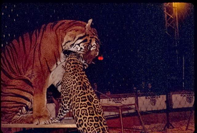 老虎和美洲豹真实打斗事件本以为是王者没想到只是青铜