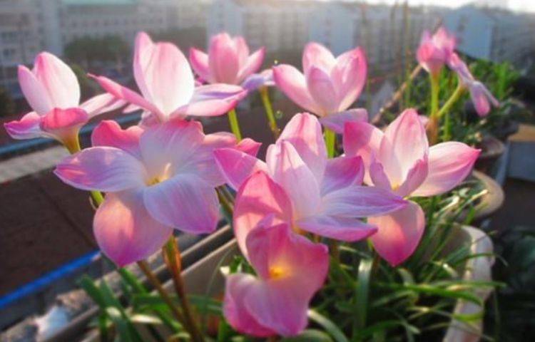 从5月11日开始 家养此款花卉 花香怡人 开起花来拦不住 紫红色