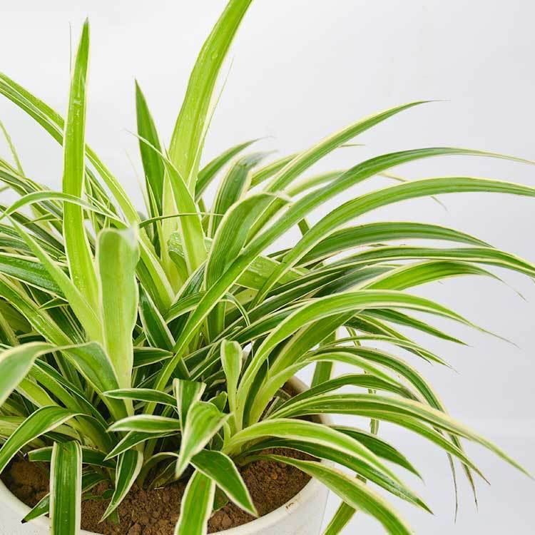 5种花能够释放氧气吸收二氧化碳是净化空气辅助睡眠的好手